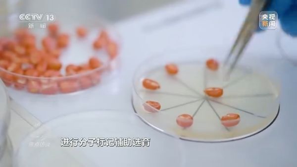 麻豆av
,长沙杀虫剂,长沙光气衍生物,长沙氨基酸保护剂,长沙锂离子电池材料